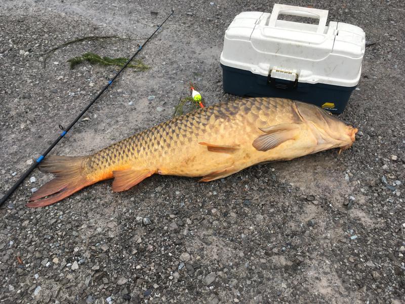 Very nice fish fo 10lb line