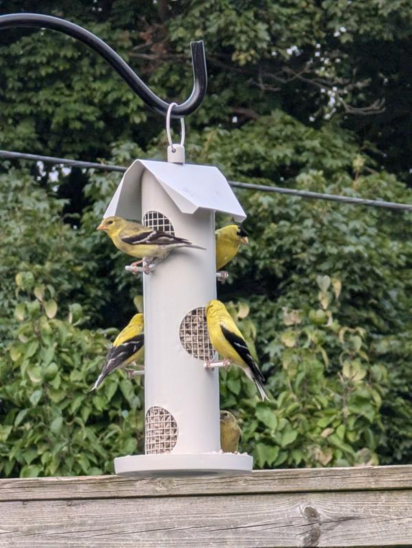 The gold finches love it!