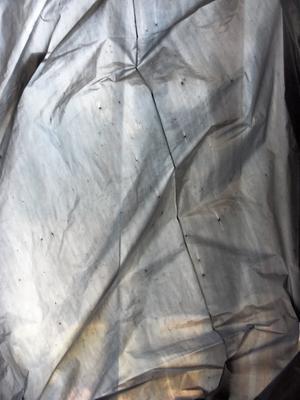 Flaws in bag where tears begin