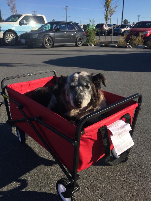 Senior dog in comfy cart!