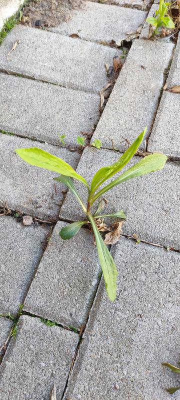 Photo - commentaire&nbsp;2.