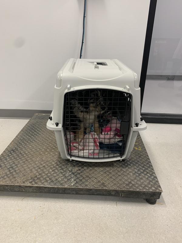 Canadian tire dog outlet crate