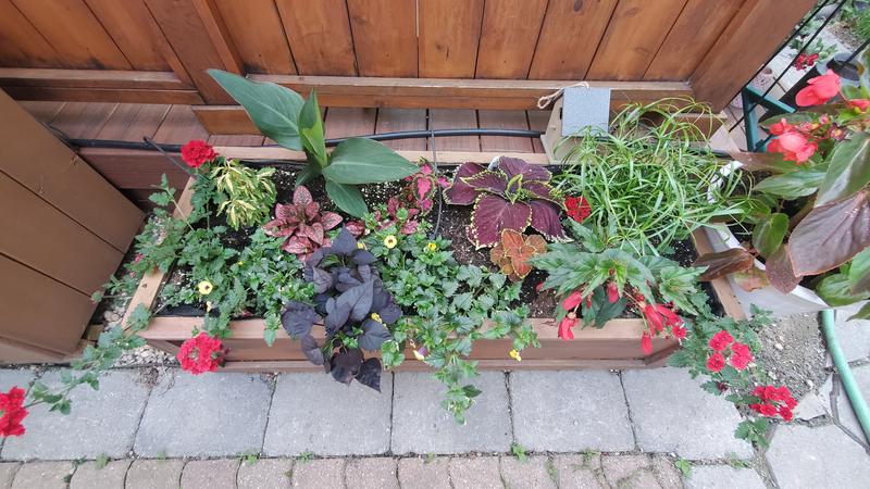 Flower Box sunshine Mix