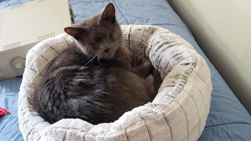 Arthur enjoying the bed