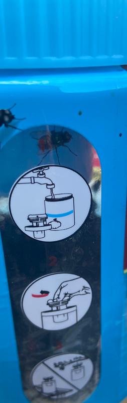 Nasty flies in the jar.