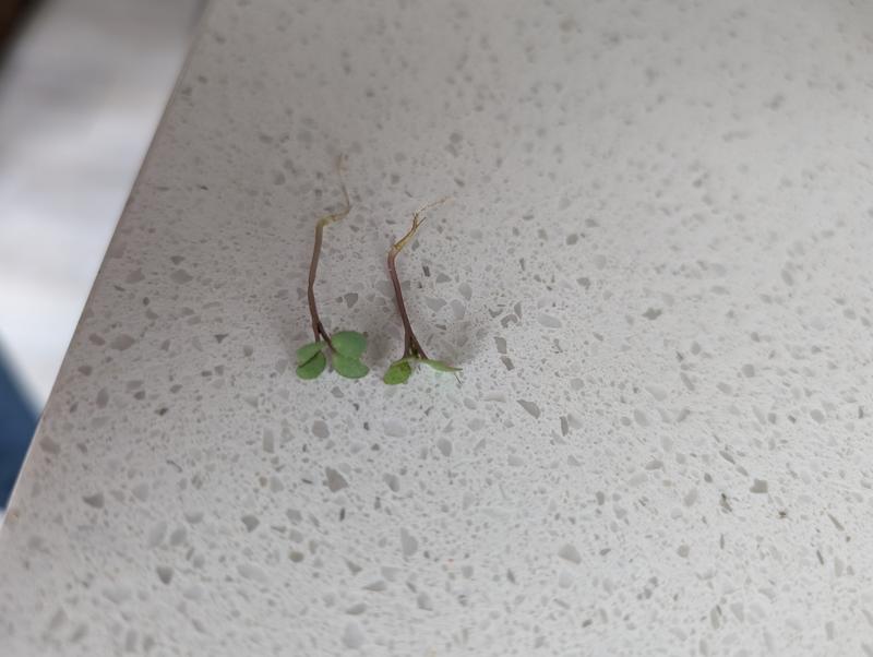 Pulled a couple of the sprouts out. Doesn't look right now me, but this is my first time.