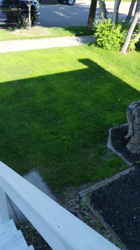 This was dirt and scrub 3 weeks previous to laying this seed