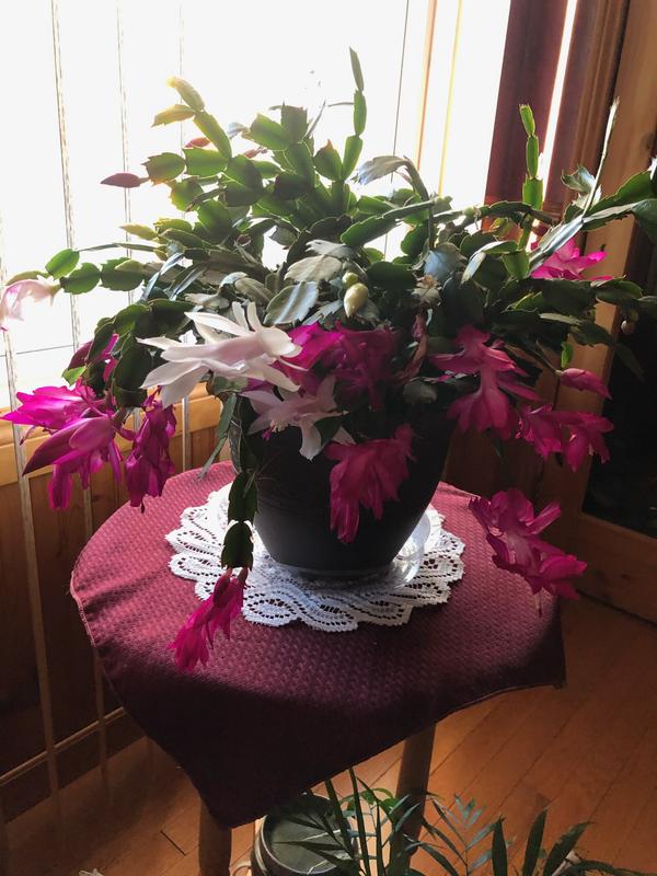 Photo - commentaire 7.