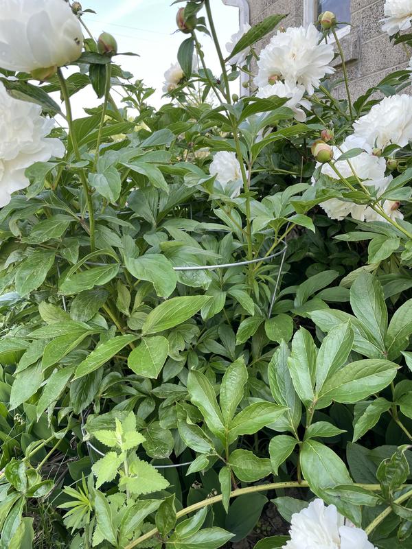 Peony supported by a cage.