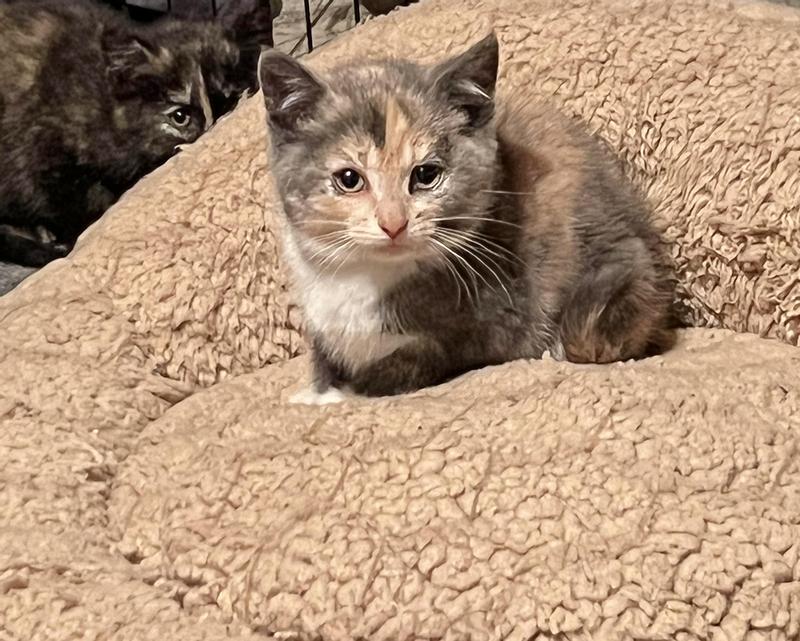 Viola, a rescue kitten 8 weeks old, enjoys this cuddly bed!