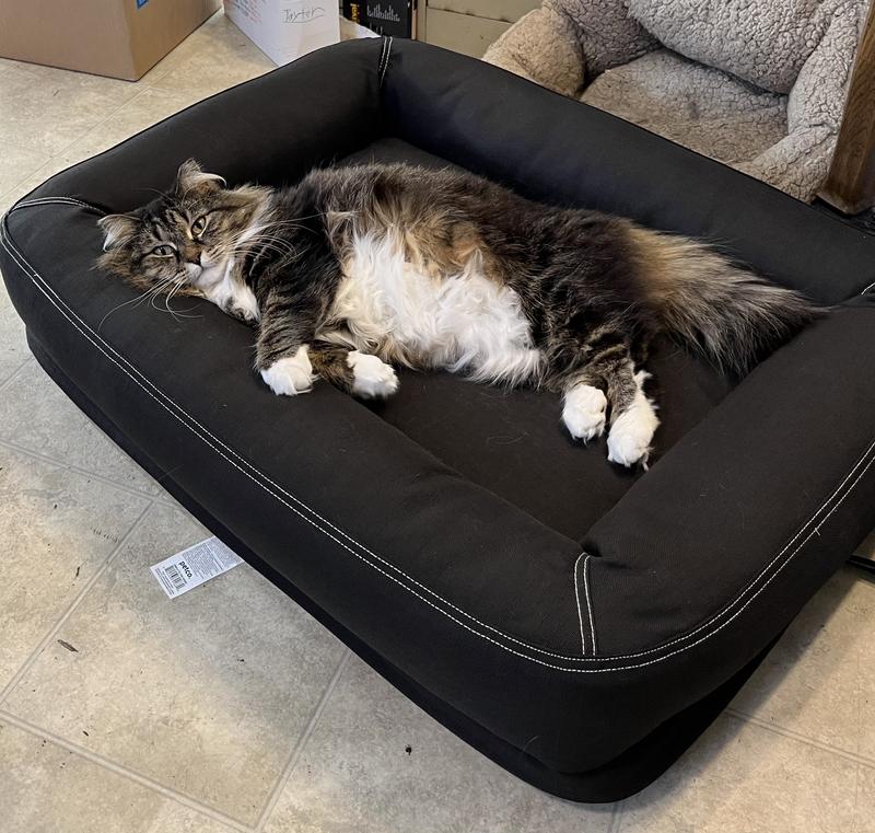 Australian Shepherd uses it when the cat doesnt