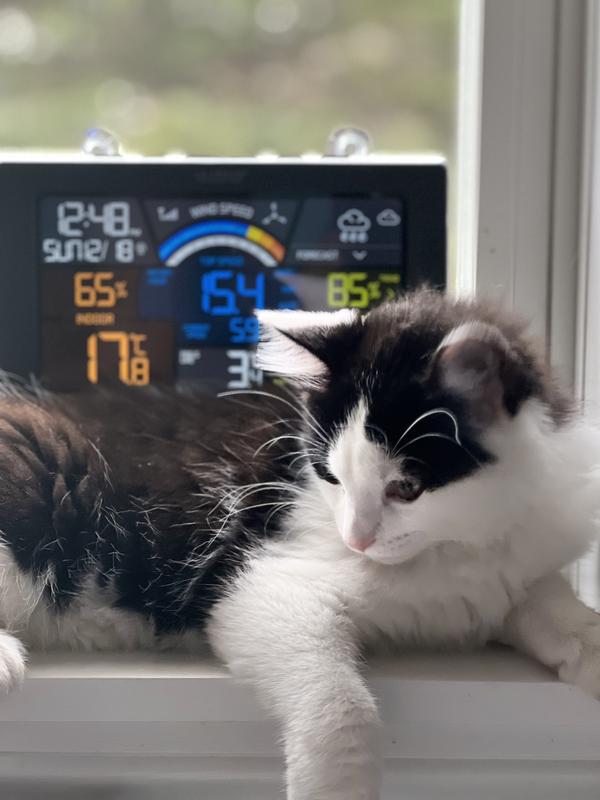 Photo - commentaire 8.