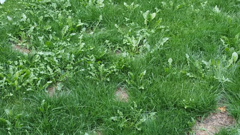 Status of my lawn after 1 month of using the seeds