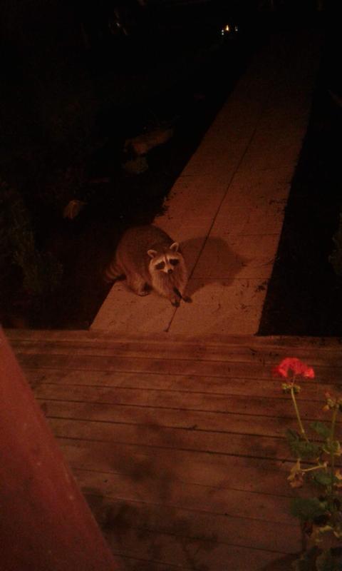 Prowler