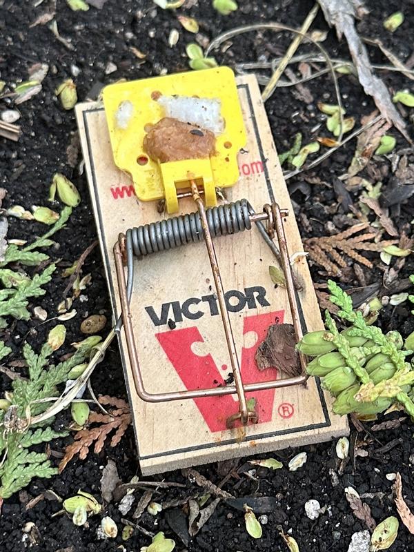 Photo - commentaire&nbsp;1.