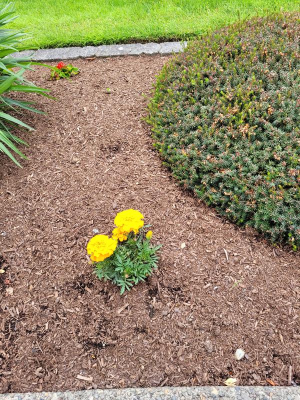 Black mulch when dry.