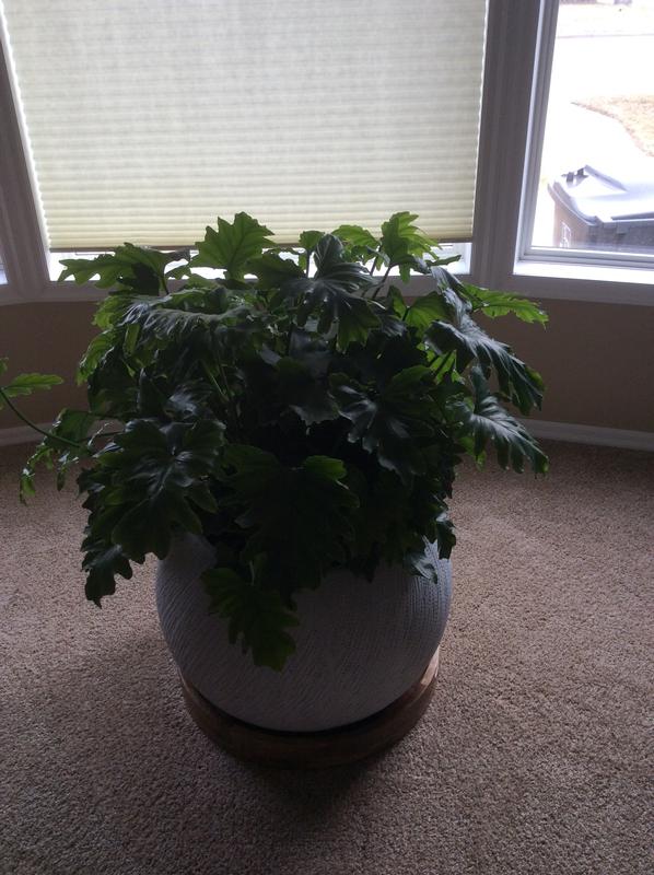 Photo - commentaire&nbsp;1.