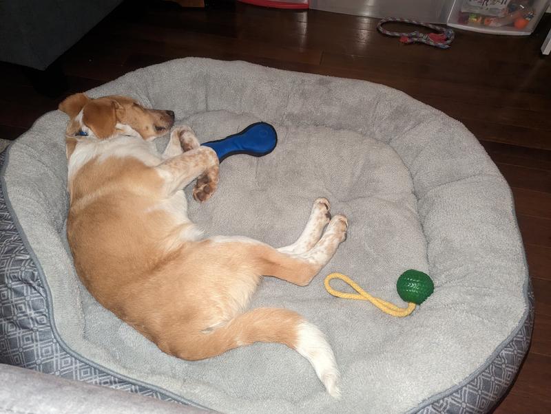 Petco Anti-Slip Round Plush Dog Bed, Washable, 43-in x 37-in, Grey