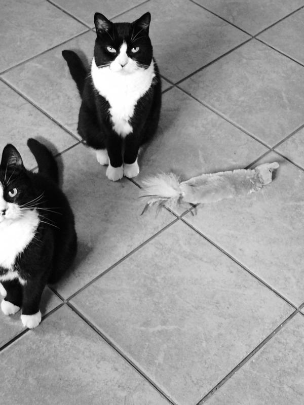 Bringing me a gift telling me it's time for their treat.