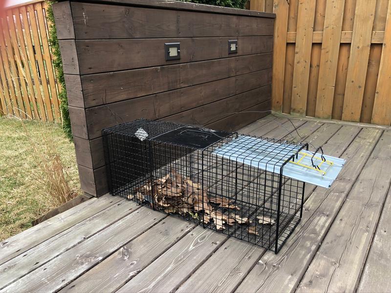 Used leaves to cover the trip plate and hung the marshmallow at the end using my own wire.