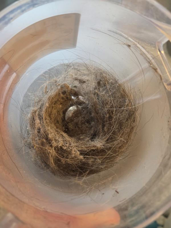 Had our friends dog over for a few hours. Quite surprising how much this little vacuum can pick up.