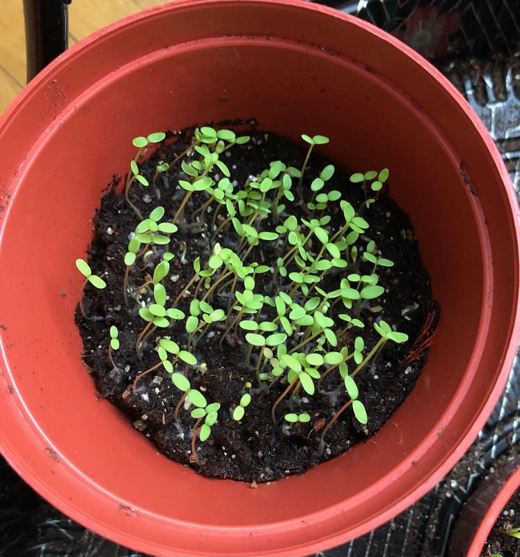 Photo - commentaire&nbsp;7.