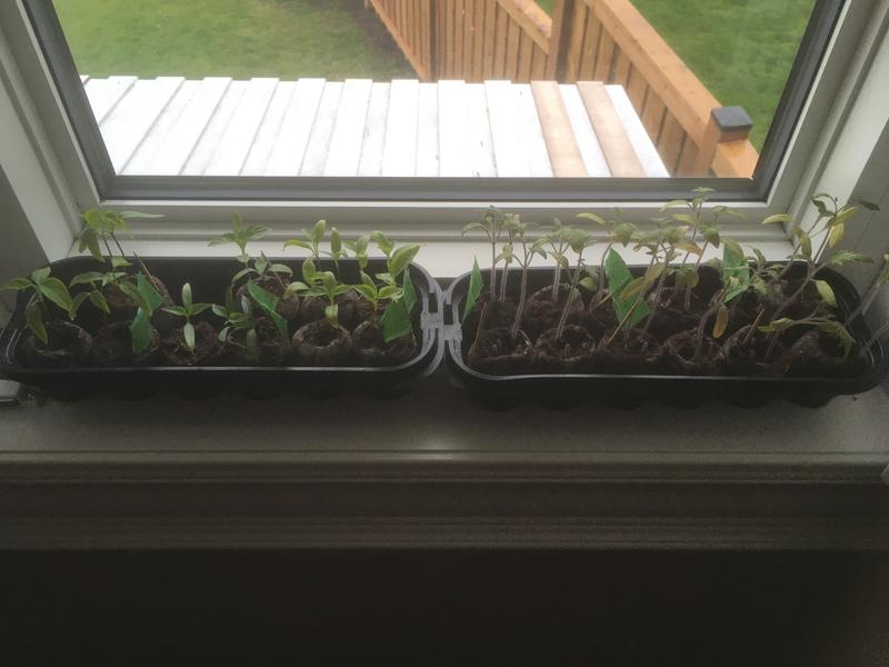 Photo - commentaire 3.