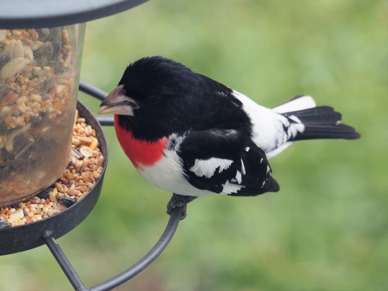 "Delicious" said the Rose Breasted Grosbeak!