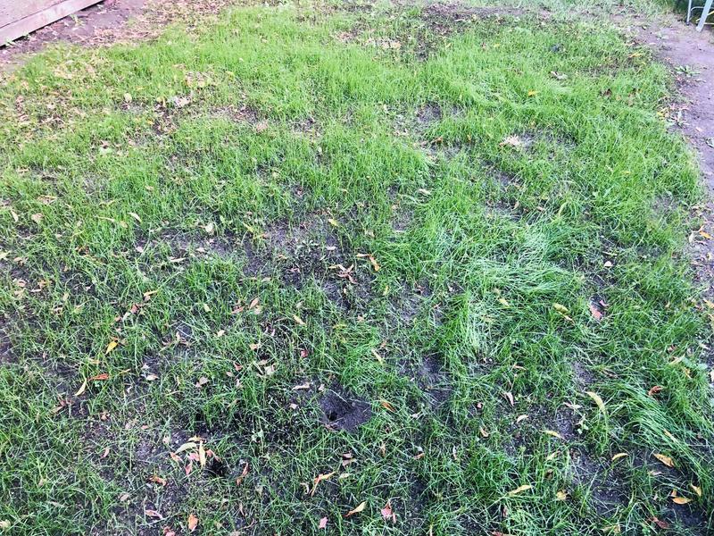 Few of the seeds are still germinating where the patches are