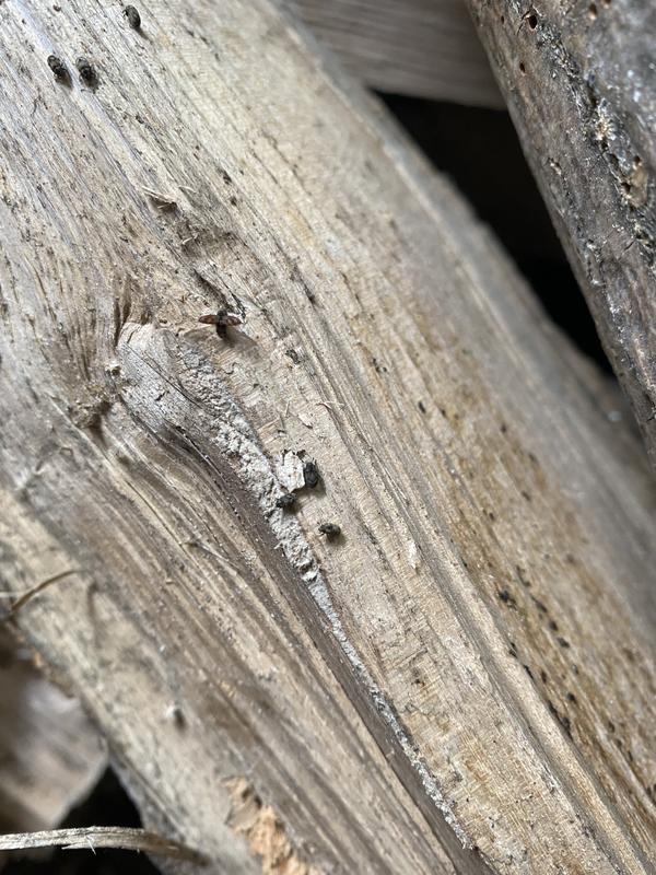 Photo - commentaire&nbsp;1.