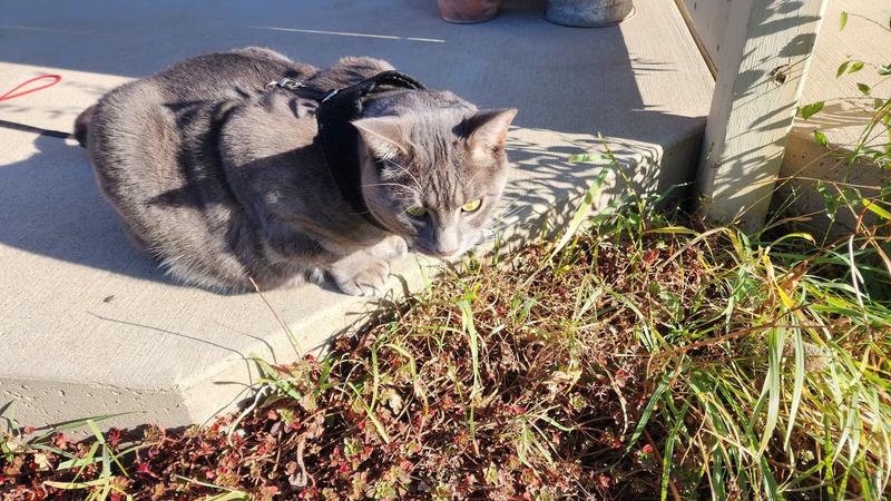 Photo - commentaire&nbsp;1.