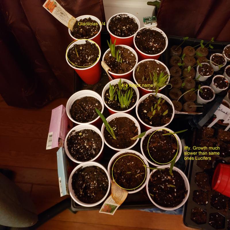 1/4 gladiolas 2 iffy Lucifers. I really wanted the gladiolas