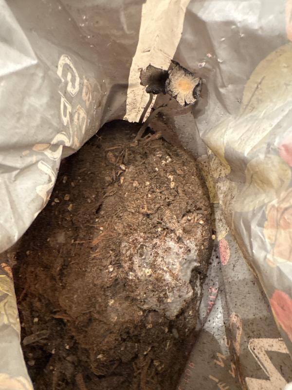 Photo - commentaire&nbsp;1.