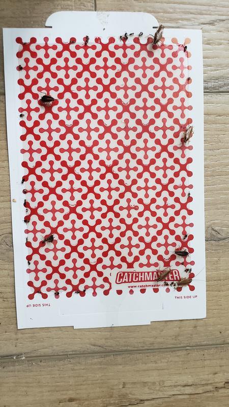 Those smaller spots are babies not dirt