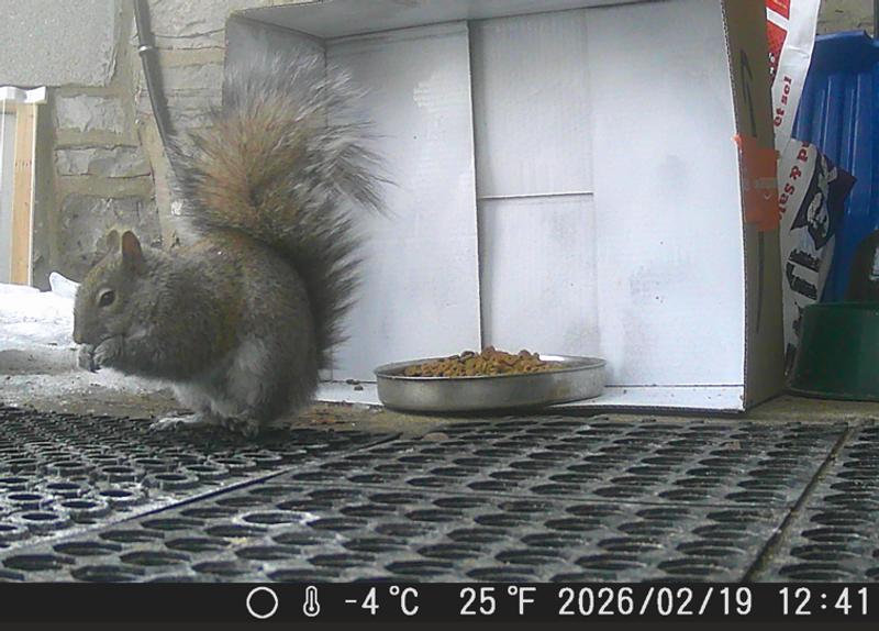 Our visitors on Feb 19 2026