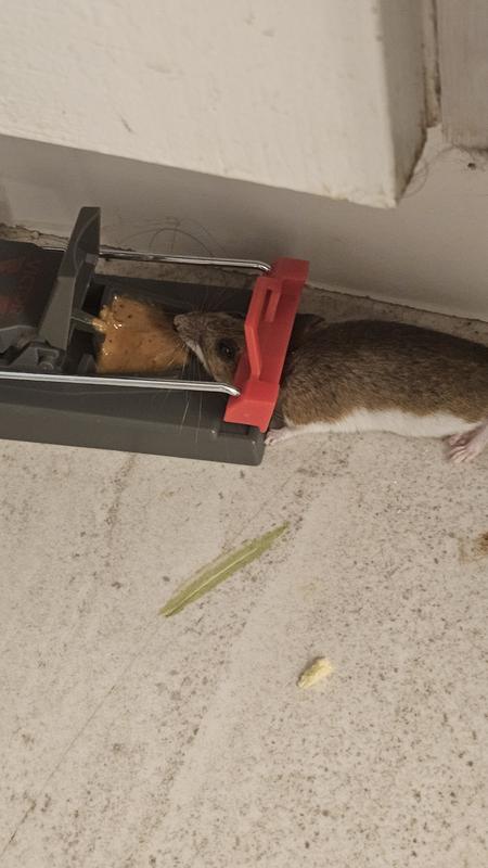 Photo - commentaire&nbsp;2.