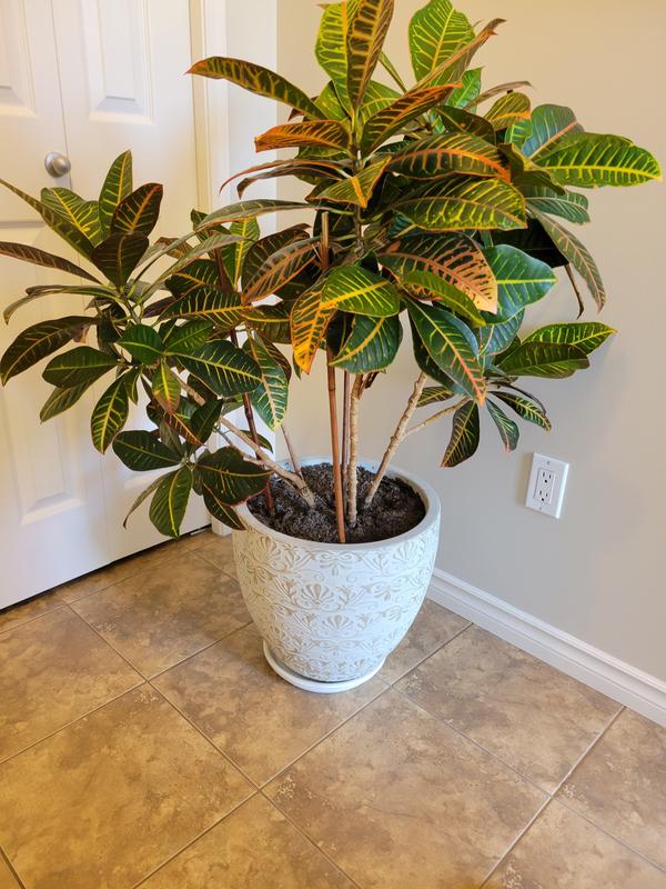 Photo - commentaire 1.