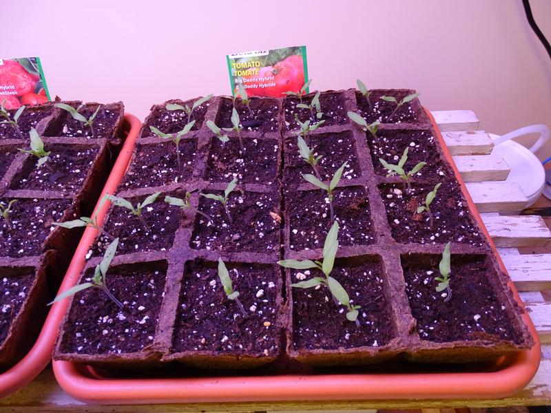 Photo - commentaire&nbsp;4.