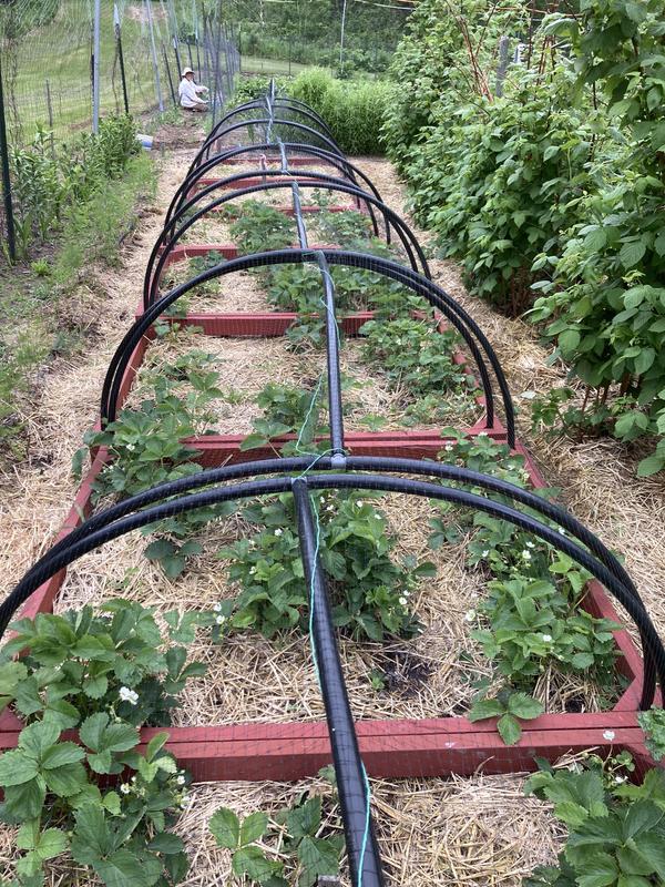 Strawberry bird netting