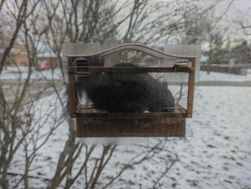 Four-legged fluffy tailed bird, or squirrel?