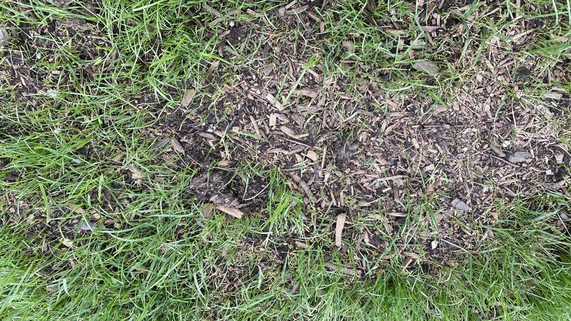 This is the next day - after a rainfall