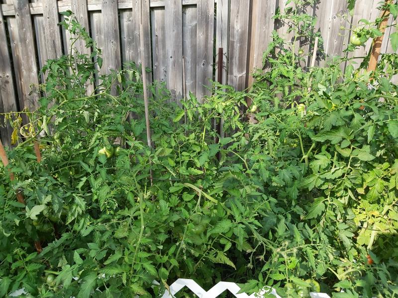 Tomato Plant Garden