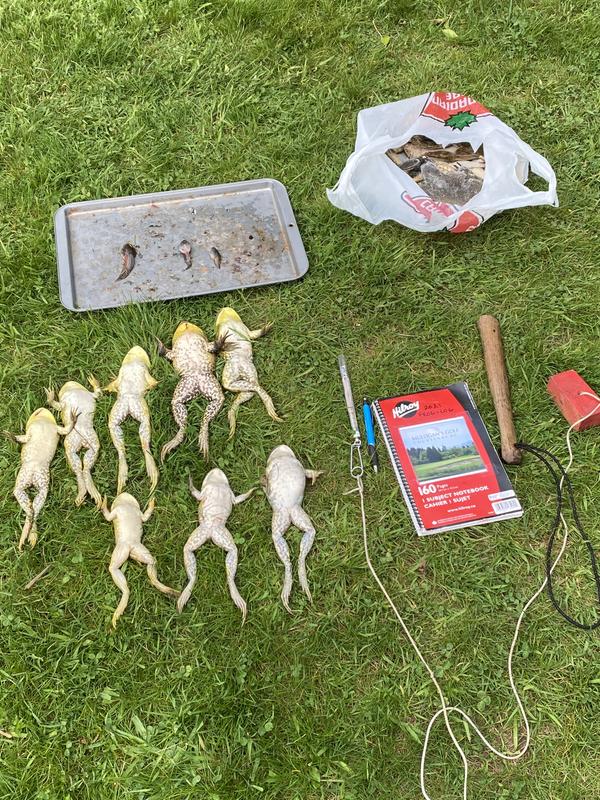 Work to control an invasive species for the Tsolum River Restoration Society