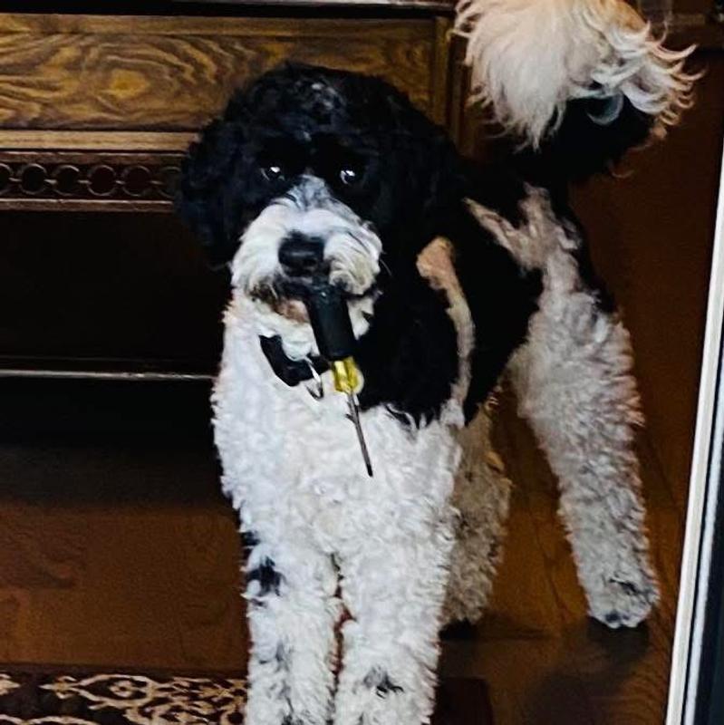 Chance probably thought the handle of the screwdriver of the the neighbour fixing the screen door was one of them!