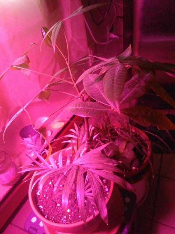 My Hous Plants And Lamp With Globe 9 Watt Grow Light!👌💖🇨🇦🇨🇦🇨🇦🇨🇦