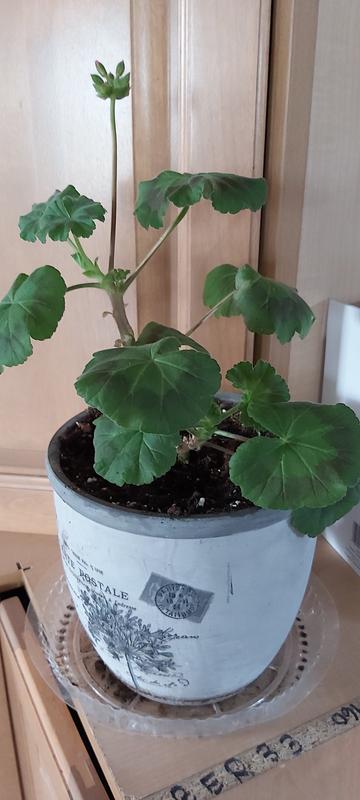 Definitely helped my Geraniums