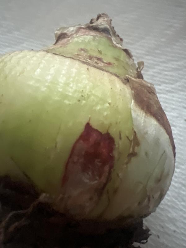 Red Blotch Fungus .. bulb rot pic.#2-contagious.