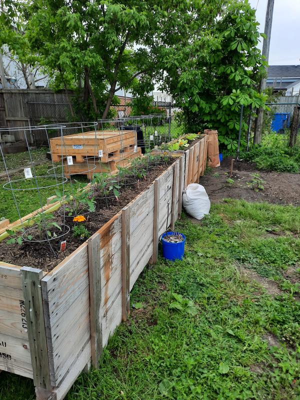 Tomato cages in a raised bed