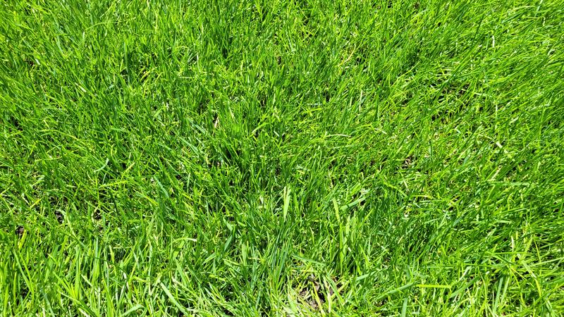 The grass is leggy, varies in width and grows too fast