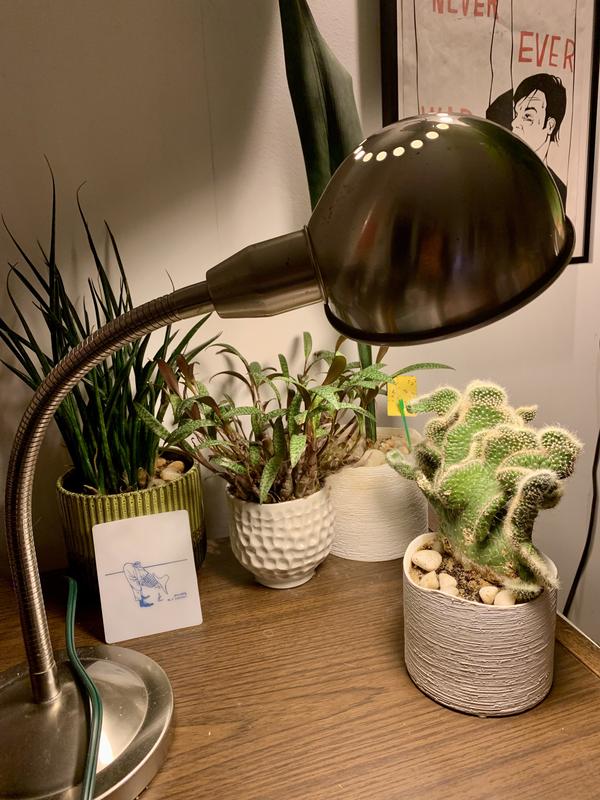 Desk lamp doubles as grow light